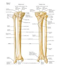 Lateral aspect of right leg. Tibia And Fibula Anatomy Bones Of Right Leg Anterior View Posterior View Intercondylar Eminenc Anatomy Bones Human Body Anatomy Human Anatomy And Physiology