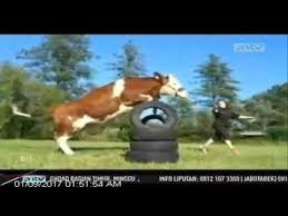 .penghulu kuda.wkwkwkw horse mating atau kuda kawin 1 kuda kawin 2 kuda kawin 3 iklan dapat kwkwk….video kuda kawin… posted on january 22, 2010 by akhsin rosyadi. Sapi Anggap Dirinya Kuda Youtube