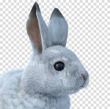 If you find any inappropriate image content on pngkey.com, please contact us and we will take appropriate action. Arctic Hare Transparent Background Png Cliparts Free Download Hiclipart