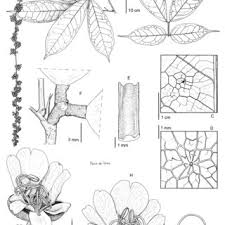 Image result for Psychotria lebrunii