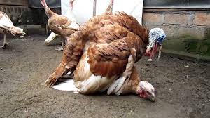 Helstekt kalkun er et imponerende syn på matbordet. Ritual Kawin Kalkun Breeding Turkeys Youtube
