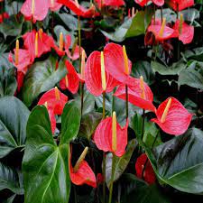 Anthurium Andreanum Red Gift Plants Anthurium Plants Plant Gifts