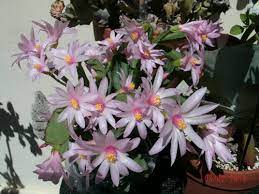 The christmas cactus is very similar to the thanksgiving cactus, most people don't realize they are different plants. Easter Cactus Blooms In Florida