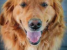 Golden Retriever Lukas hofft auf ein Leben in Normalität