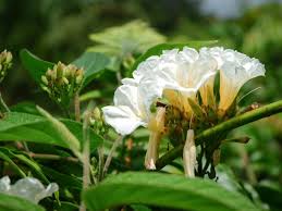 Image result for Turbina longiflora