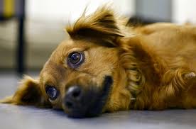 What To Feed A Dog With An Upset Stomach Healthypets Blog