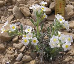 Image result for Oreophyton