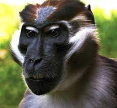 Mangabey Active Diverse African Monkey Group Wild Animals Pictures African Animals Wild Creatures
