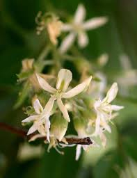 Image result for Nolletia zambesica