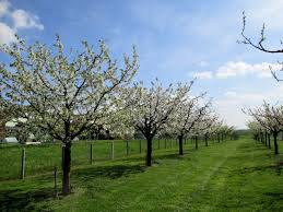 Creer Un Verger Familial Verger Jardins Arbre Fruitier