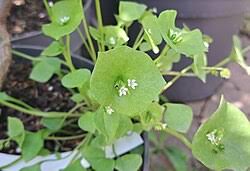 Image result for Montiniaceae