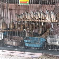 Check spelling or type a new query. Jual Perkutut Lokal Terlengkap Terbaik Harga Murah August 2021