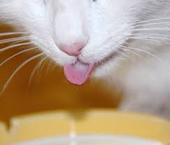 Here are some fun, little known facts about dogs and cats. 5 Things About Cats And Dogs You Didn T Know