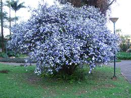 Image result for Brunfelsia australis