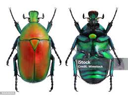 Image result for Macrotyloma africanum