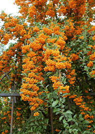 Image result for Pyracantha
