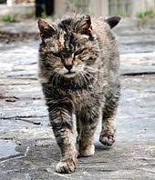 Feral Cat Wikipedia