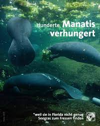 Die seekühe (sirenia) sind eine ordnung pflanzenfressender säugetiere mit heute noch vier lebenden arten. Parents For Future Germany Posts Facebook