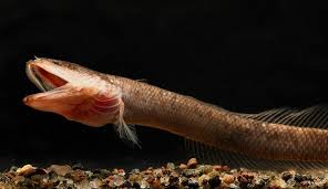 Dragon moray eels inhabit coral and rocky reefs at depth range from 8 to 60 m, and can grow up to 45 inches in the wild. Dragon Snakeheads Form A New Underground Fish Family Natural History Museum