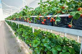 While many people choose garden beds as their place to plant, you can do window sill boxes or even planters as well. Strawberry Greenhouse Production Can You Grow Strawberries In A Greenhouse