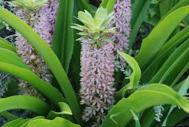 Image result for Eriosema pumilum