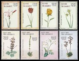 Image result for Pimpinella alismatifolia