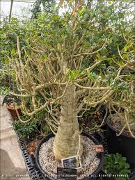 Image result for Dorstenia buchananii