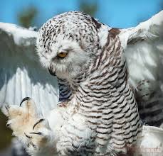 Pin By Rozanne Niemann On Birds Owls Owl Bird Beautiful Owl Animals Beautiful