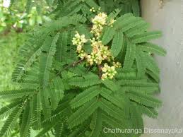 Image result for Libidibia coriaria