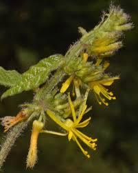 Image result for Triumfetta pilosa