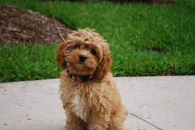 If you are looking for a family cockapoo pet, be sure to check us out. Cockapoo Puppies Denison Iowa