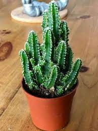 Fairy castle cactus suggested uses. Acanthocereus Tetragonus Fairy Castle Fairy Castle Cactus Acanthocereus Succulentopedia Cactus Cactiandsuccule Fairy Castle Cactus Cactus Plants Cactus