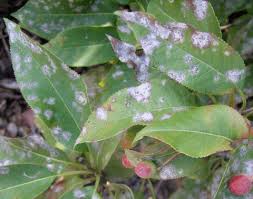 White dots on rose leaves. Powdery Mildew On Trees And Shrubs Umn Extension
