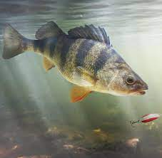 Dann vereinbaren wir einen termin, wann wir uns treffen können. Angler Aufgepasst Fische Vererben Vorsicht Vor Kodern Welt