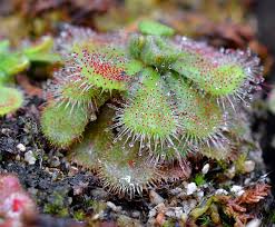 Image result for Drosera dielsiana