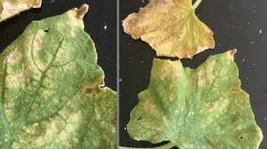 Image result for spider mites cucumber plants