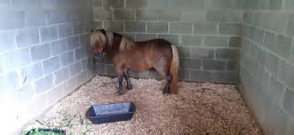 Parque Nosso Recanto aguarda nascimento de um pônei - Prefeitura Municipal  de Ferraz de Vasconcelos