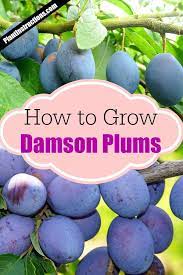 Varieties of insititia are found across europe, but the name damson is derived from and most commonly applied to forms that are native to great britain. How To Grow Damson Plum Trees Damson Plum Pruning Fruit Trees Fruit Bushes