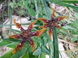 Image result for Ferraria glutinosa