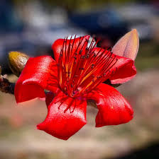 Image result for Bombax