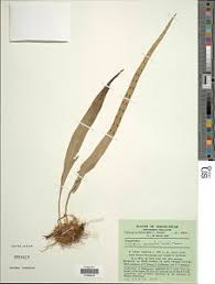 Image result for Lepisorus excavatus