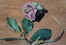 Image result for Polemoniaceae