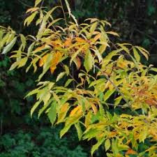 Maybe you would like to learn more about one of these? Quercus Cerris Argenteovariegata