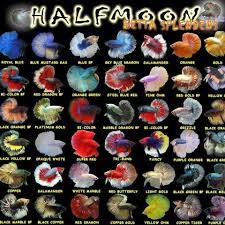 All About Betta Fish Types Of Halfmoon Betta Fish Betta Fish Types Halfmoon Betta Betta Fish Care
