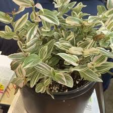 Image result for Tradescantia