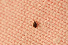 Light droppings are excretory and dark ones are fecal blood. How To Treat Bed Bugs In Furniture