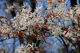 Image result for Amelanchier laevis