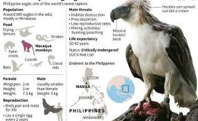 Birds Of The Same Feather Flock Together In Tagalog Endangered Monkey Eating Eagle Hatched In Philippines Philippine Eagle Endangered Bird Hunting