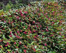 Whether you need a ground cover for sun, shade, or somewhere in between, there are many options to choose from. Top 5 Native Ground Covers Yates Gardening