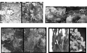 Image result for Xerophyta scabrida